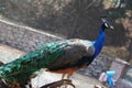 Blue PeacockÃ¯Â¼ËPavo cristatusÃ¯Â¼â°